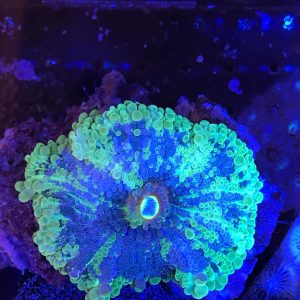 Bubble Mushroom