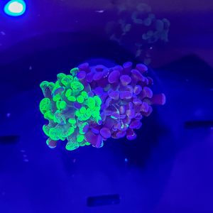 Mixed Colony Hammer Coral