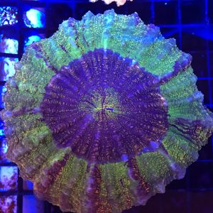 Bubble Mushroom V