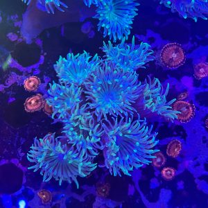Big Duncan Colony