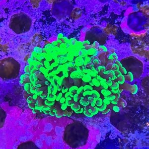 Small Splatter Hammer Coral