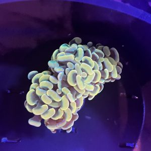 Orange Hammer Coral