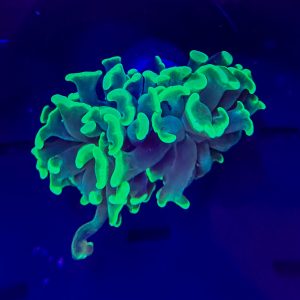 Green Hammer Coral