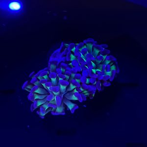 Bi-Color Green Tentacle Hammer Coral