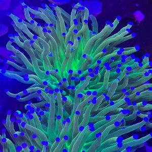 Single Head Blue Tip Holy Grail