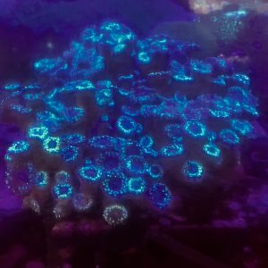 Massive Duncan Colony
