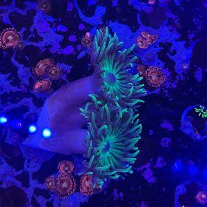 Big Green Duncan Colony