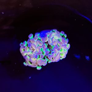 Hologram Hammer Coral
