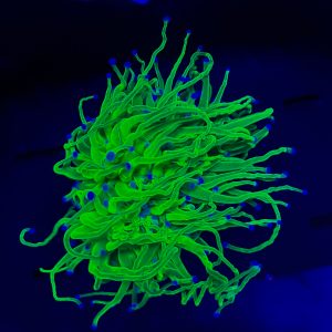 Todd's Torch Coral