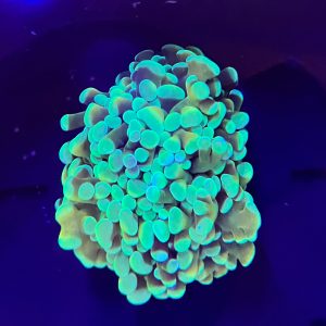 Bi-Color Orange Tentacle Hammer Coral