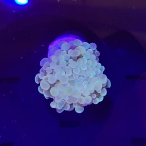 Pale Hammer Coral
