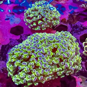 Hologram Hammer Coral