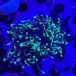 Gold Torch Coral