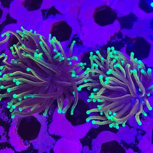 Dragon Soul Torch Coral