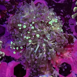 Mixed Color Colony Frogspawn