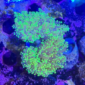 Green Tip Frogspawn Coral