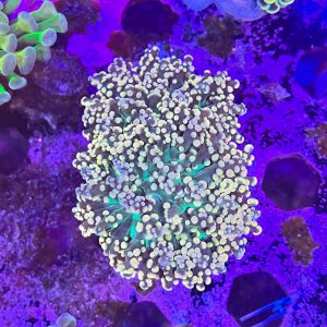 Orange Tip Frog Spawn Coral