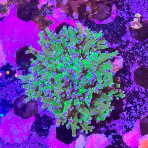 Purple Tip Frogspawn Coral